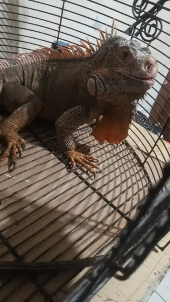 jual iguana orange
