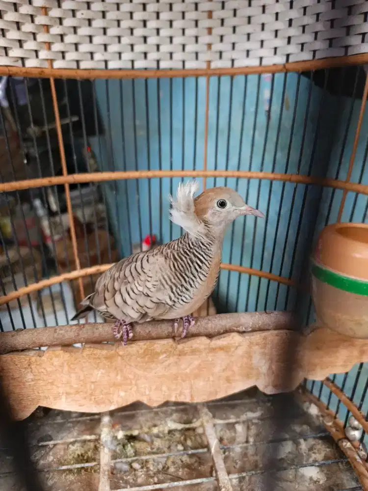 Perkutut lokal silver jambul