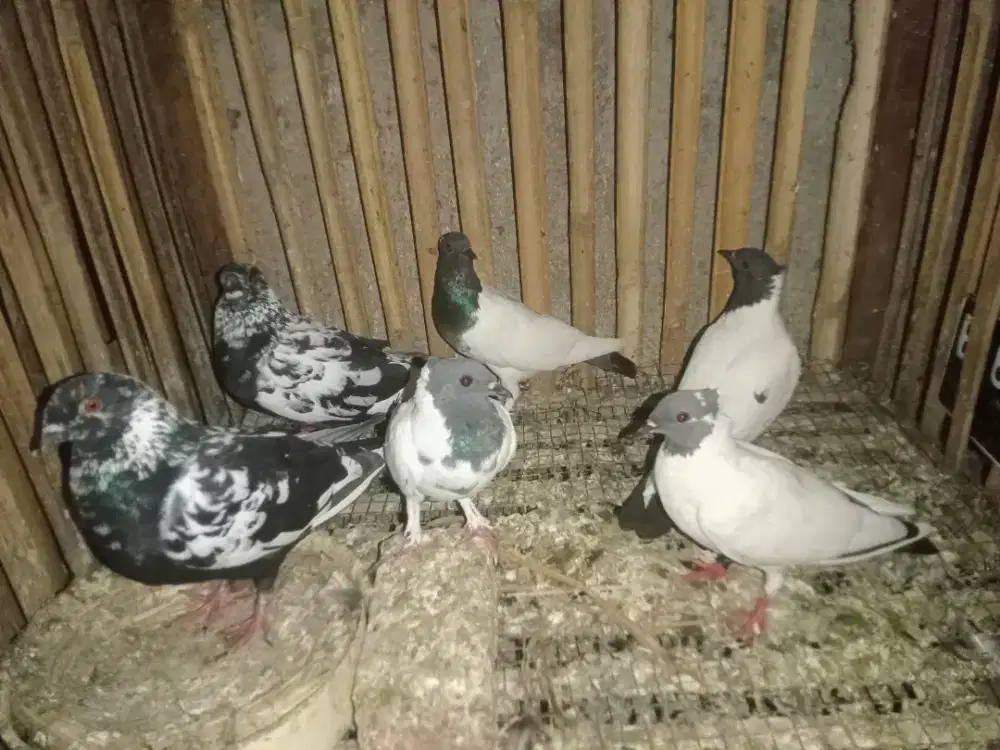 Merpati  endemik