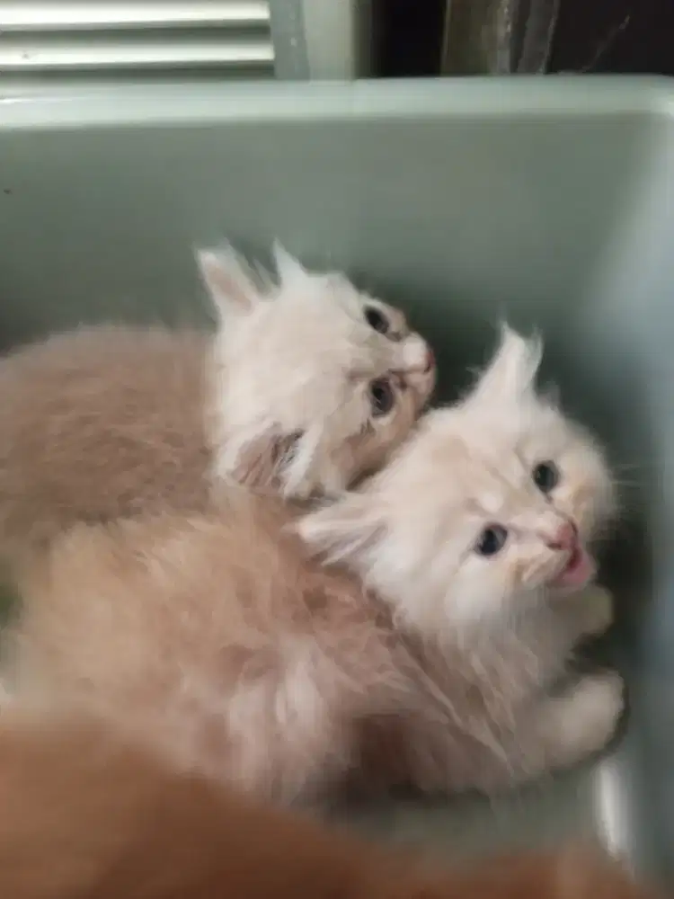 ank kucingi Angora usia 2 bulan sehat no kutu