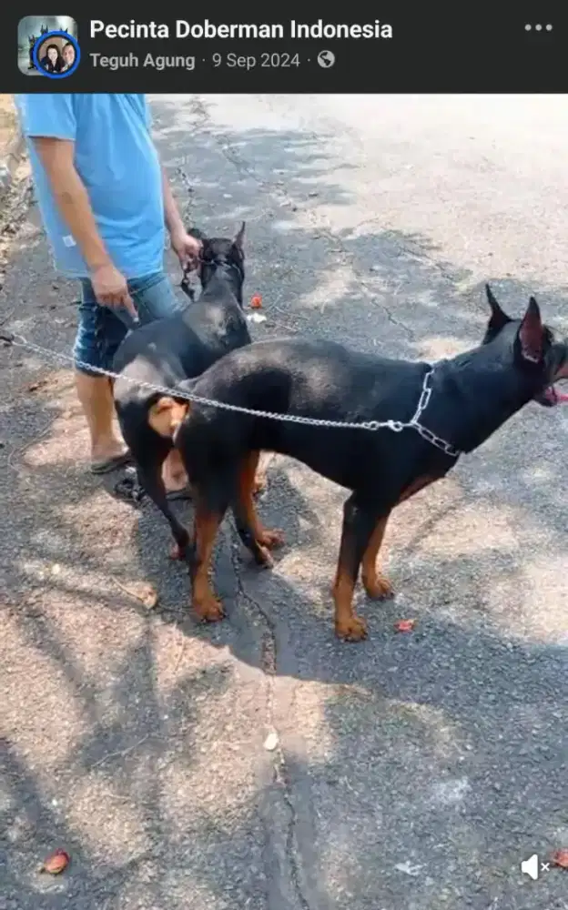Jasa pacak anjing ras anjing besar