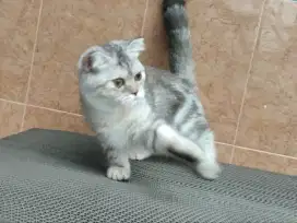 Munchkin gaelic/ Munchkin scottish fold betina