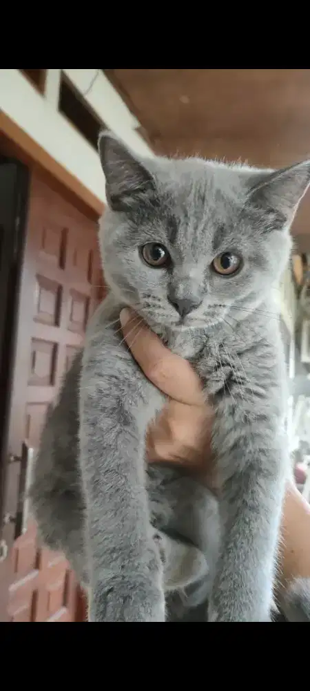 Kucing British Shorthair BSH