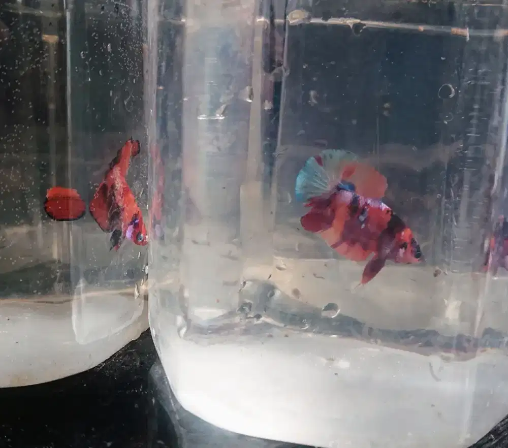 Ikan cupang hias borongan