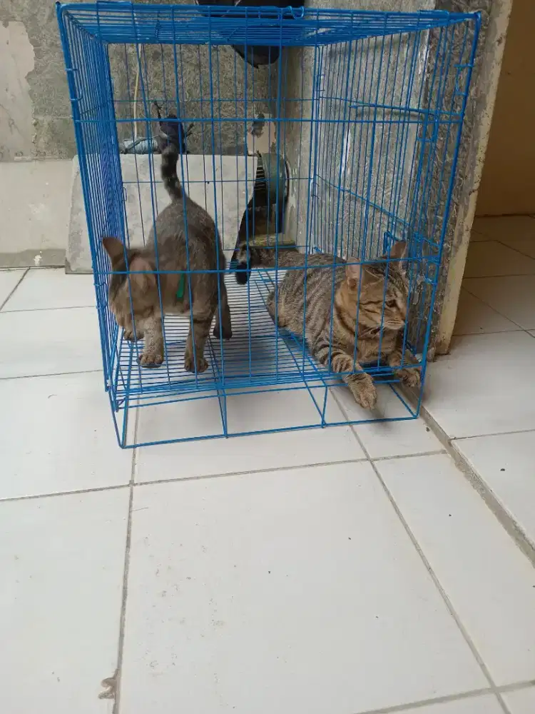 Kucing jantan  mixdom