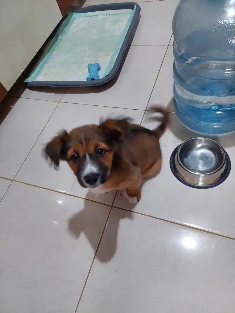 Anak anjing ras mix