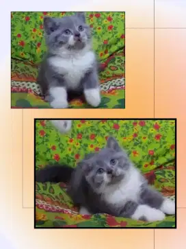 Sepasang BSH Bicolor dan BSH Munchkin NS