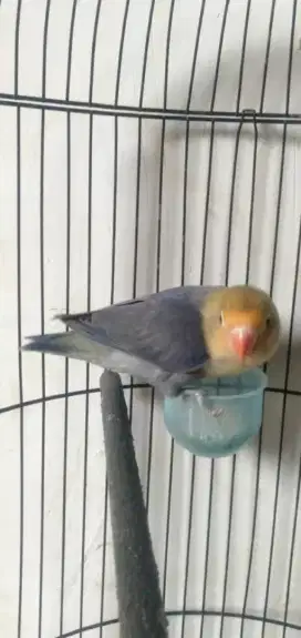 PB darkvio betina remaja