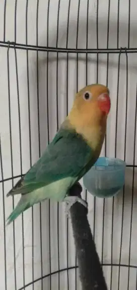 PB green betina remaja