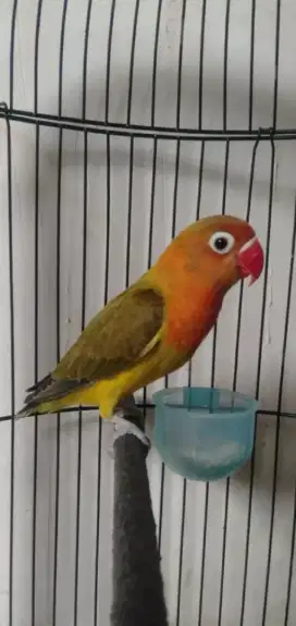 Euwing green betina remaja