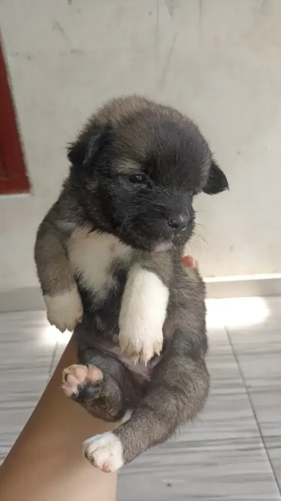 Anak anjing mix shihtzu