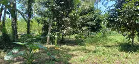 di kontrak kan tanah strategis view sawah lembah dan sungai di ubud