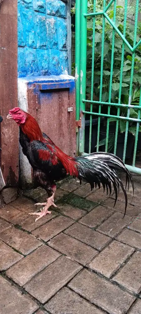 Ayam jago bangkok