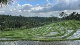 Di jual tanah murah dengan view sawah terasering