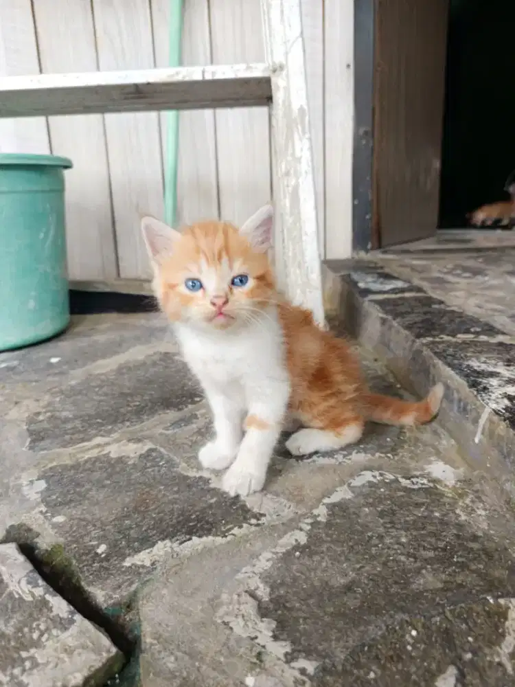 kitten mixdome persia