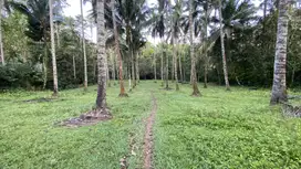 Di jual tanah kebun produktif