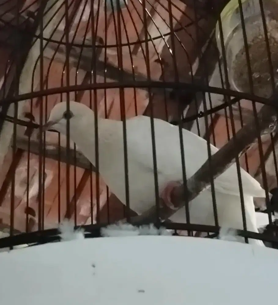 Tekukur putih kuk 3