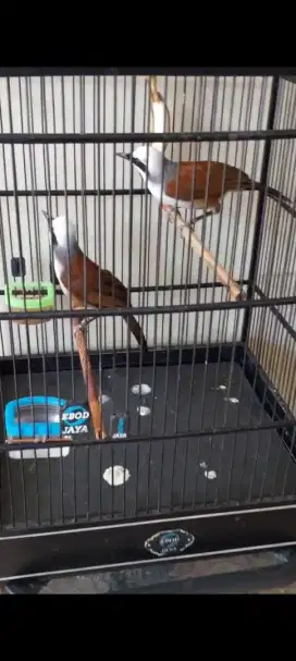 Burung sepasang