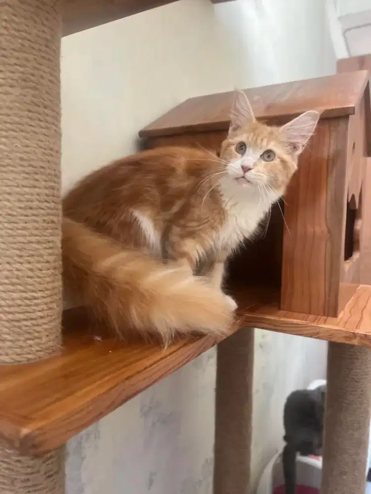 Mainecoon betina