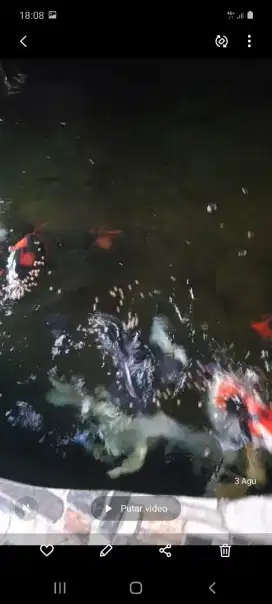 Jual ikan rawatankoi borong 1kolam