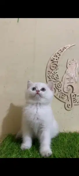 British Shorthair Golden point