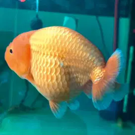 IKAN KOKI RANCU