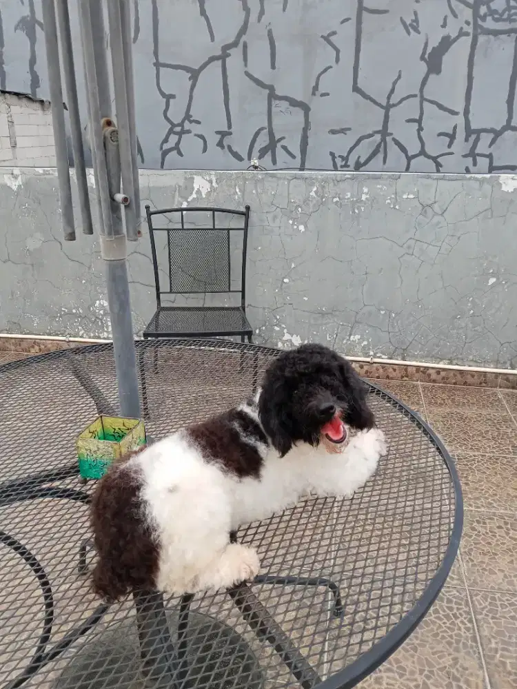 Poodle party betina