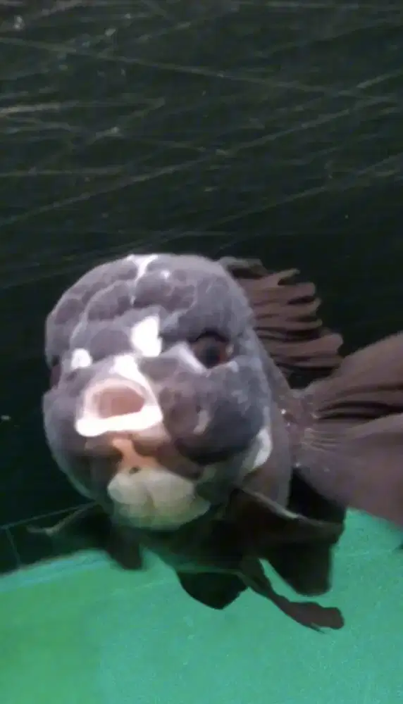 Ikan koki oranda big