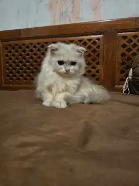 Scottish Highland Fold Line PED Longhair Golden Blue Jantan