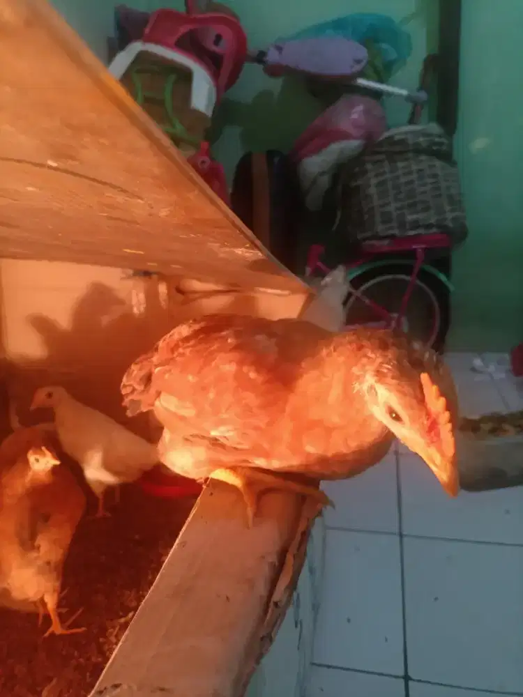 Anak ayam elba grade A