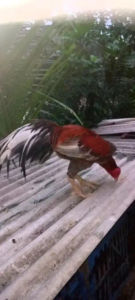 Jual ayam Bangkok Mangon F1