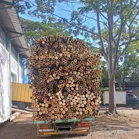 BAMBU UNTUK STEGER PANJANG 6 METER