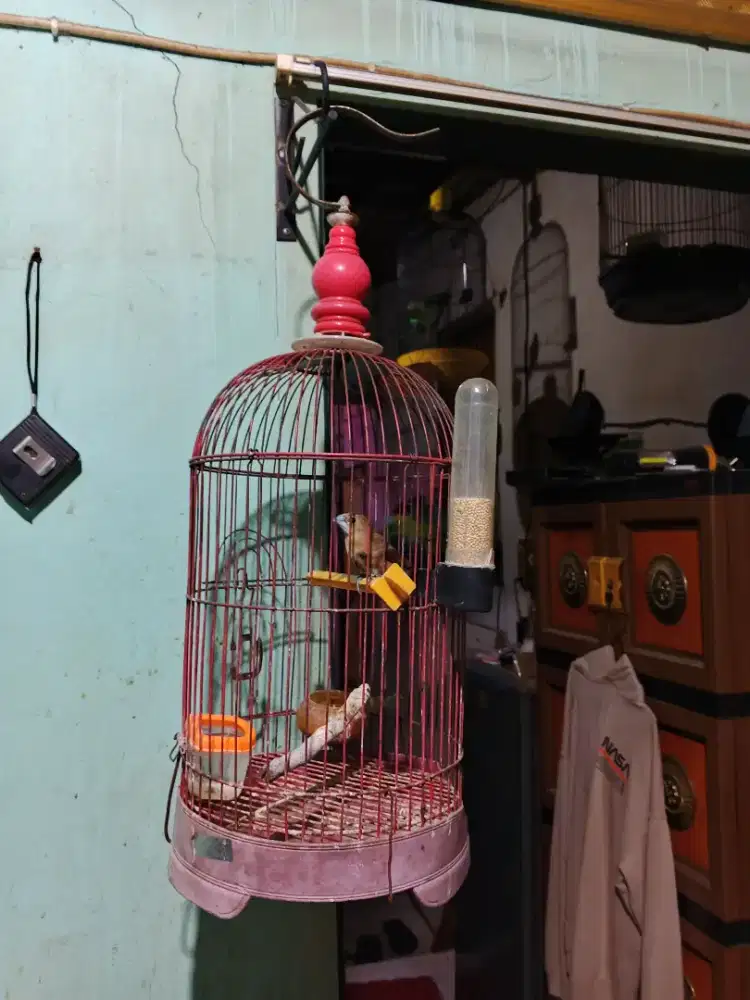 Emprit kaji mulai ngloloh bunyi semaunya