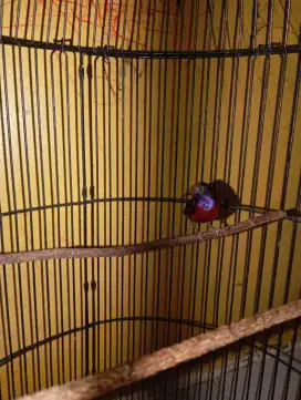 Red konin jinak