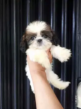 ANAK ANJING SHIHTZU LUCU