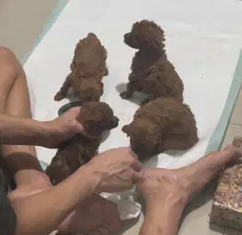 Toy poodle red jantan dan betina