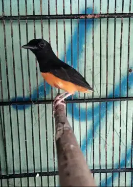 Murai Batu Medan ORI Bahorok Jantan Kaki Hitam Gede Super Prospekan