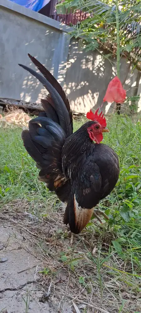 Ayam serama 3 ekor