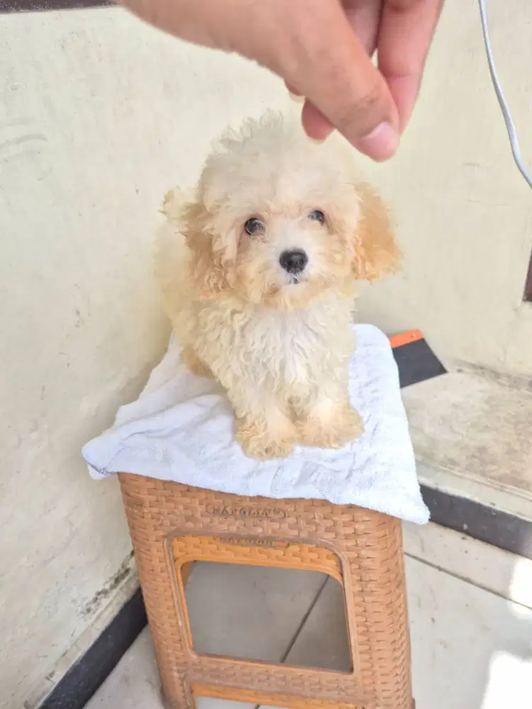 Poodle lucu dan nurut