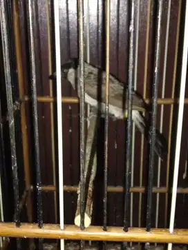 Jual burung gentilang vortot bunyi
