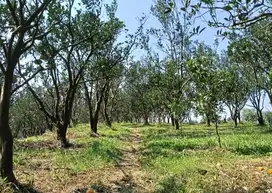Kebun jeruk dau murah, siap panen