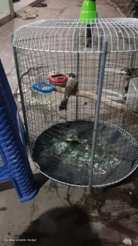 Burung kutilang Jawa
