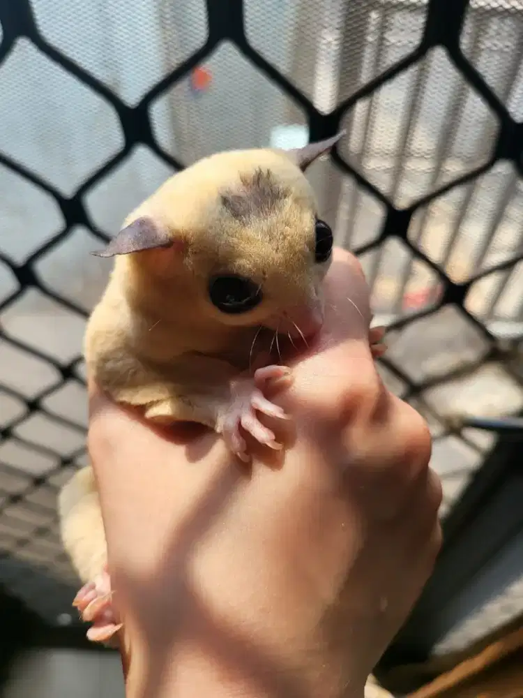 Sugar Glider Mozaik Jantan 1,5 th