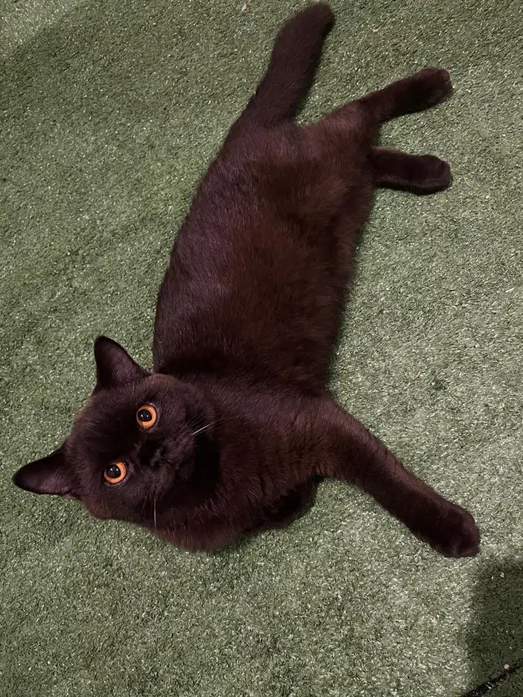 BSH dark choco Jantan NP