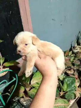 Mix poodle, banyak bulunya size