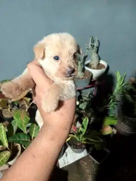 Mix poodle, banyak bulunya size