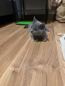 British Shorthair Kitten Betina Warna Solid Blue