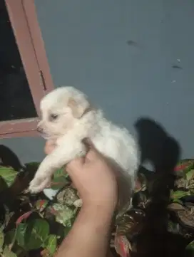 Mix poodle, banyak bulunya size ,warna putih .