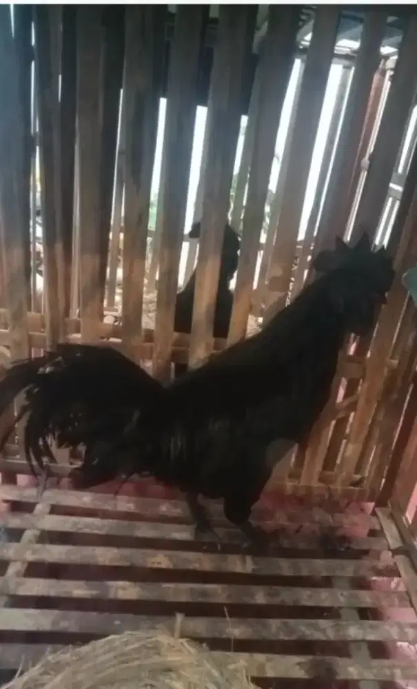 Ayam cemani 6 ekor borongan