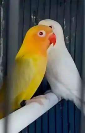 Lovebird Lutino MM x Albino MM